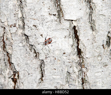 Bedbug-soldato su un tronco di albero rosso-nero scarabeo. Sbiancamento della corteccia del vecchio legno incrinato per background e texture. Foto Stock