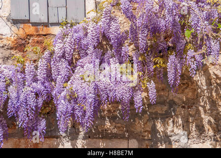 Glicine sulle pareti in pietra mediterranea di una tradizionale casa in pietra del Montenegro di Flavia Brilli Foto Stock