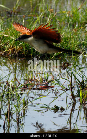 Ramati-tailed Coucal battenti in terra, ali proteso oltre il delta dell'Okavango in Botswana Foto Stock