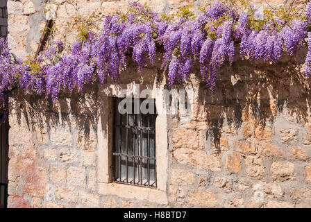 Il Glicine sul Mediterraneo muro di pietra della vecchia casa di pietra in Montenegro. Foto Stock