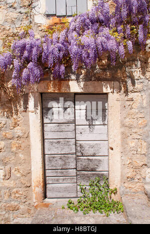 Il Glicine sul Mediterraneo muro di pietra della vecchia casa di pietra in Montenegro. Foto Stock