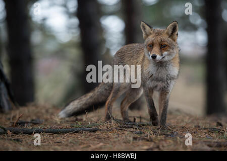 Red Fox / Rotfuchs ( Vulpes vulpes ) in inverno pelliccia, sorge in una foresta di conifere, guardando attentamente, bei colori delicati. Foto Stock