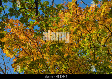 Le foglie di una quercia Inglese e un ippocastano, conker, albero contro il cielo blu in autunno, Ottobre Foto Stock