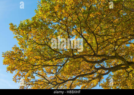 Verde e oro foglie di un inglese di quercia contro un cielo blu in autunno, Ottobre Foto Stock