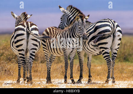 Zebre (Equus quagga) con polli insieme permanente, il cratere di Ngorongoro, Tanzania Foto Stock