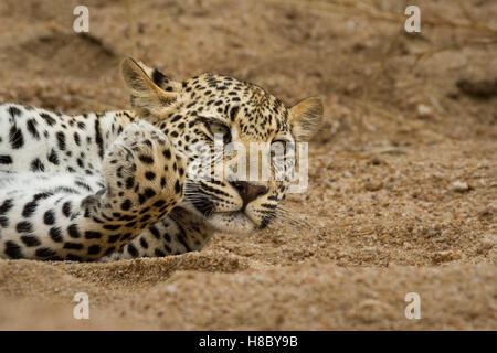 Leopard (Panthera pardus) Cub giacente sul suo lato in sabbia di fiume un piede fino Foto Stock