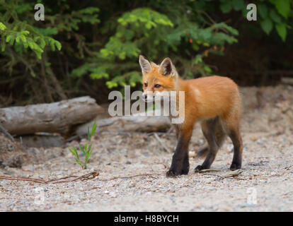 Red Fox (Vulpes vulpes) kit camminando giù per una strada sterrata in Algonquin Park in Canada Foto Stock