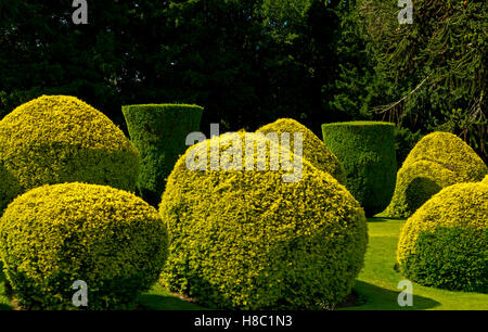 Topiaria da nel giardino all'italiana nella motivazione della: Elvaston Country Park vicino a Derby Derbyshire England Regno Unito Foto Stock