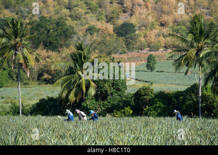 Lavoratori tailandesi in un campo di ananas nella campagna a sud di Hua Hin, Thailandia Foto Stock