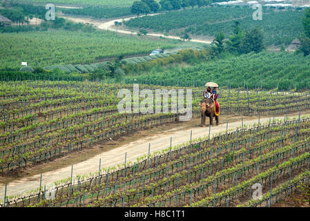 Hua Hin Hills vigneti al di fuori di Hua Hin in Thailandia Foto Stock