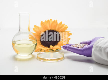 Analisi dell'olio di semi di girasole in laboratorio Foto Stock