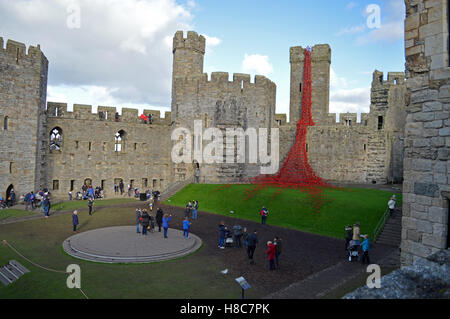 Le persone che visitano la finestra piangendo a Caernarfon Castle per ricordare i 100 anni della prima guerra mondiale. Foto Stock