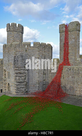 La finestra di pianto a Caernarfon Castle per ricordare i 100 anni della prima guerra mondiale. Foto Stock