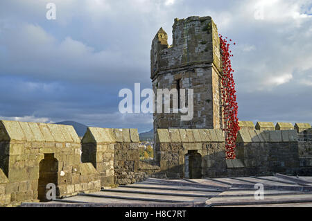 La finestra di pianto a Caernarfon Castle per ricordare i 100 anni della prima guerra mondiale. Foto Stock