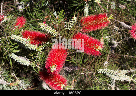 West Australian rosso di fiori selvaggi scovolino da bottiglia callistemon arbusto che fiorisce in grande palude, Bunbury, Western Australia in primavera . Foto Stock