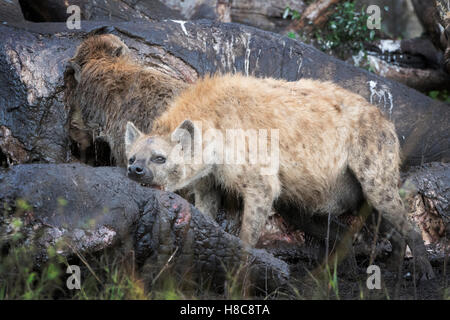 Spotted Hyena (Crocuta crocuta) alimentazione sulla carcassa di un elefante, il Masai Mara riserva nazionale, Kenya Foto Stock