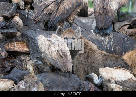 White-backed grifone (Gyps africanus) e Spotted Hyena (Crocuta crocuta) alimentazione sulla carcassa di un elefante, il Masai Mara. Foto Stock