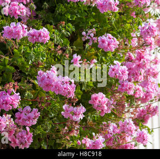 Bella doppia caramelle rosa fiori di geranio specie a copertura di un dipinto di bianco di recinzione in legno in tarda primavera aggiunge colore al giardino paesaggistico. Foto Stock