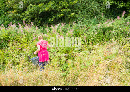 La donna la raccolta di more da hedge in Inghilterra. Regno Unito Foto Stock