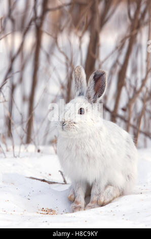 Escursioni con le racchette da neve o lepre variabile lepre (Lepus americanus) in inverno in Canada Foto Stock