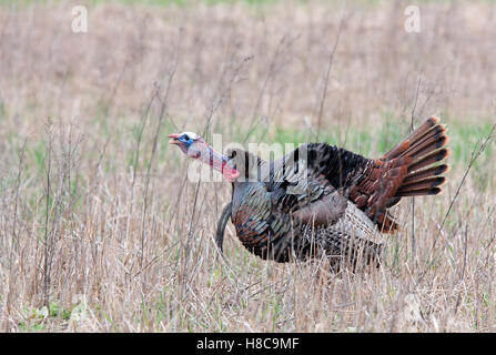 Eastern Wild Turchia maschio (Meleagris gallopavo) in piena display strutting gobbling attraverso un prato erboso in Canada Foto Stock