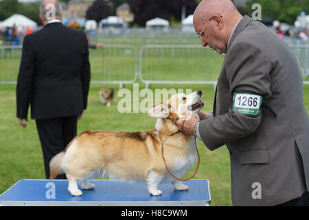 Si tratta di un cane la vita - presso la frontiera europea showground a Kelso, championship dog show, le persone e i cani Foto Stock