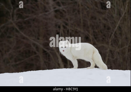 Arctic Fox permanente sulla collina in inverno in Canada Foto Stock