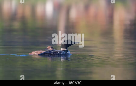 Loon comune nuoto con pulcino dal suo lato in Canada Foto Stock