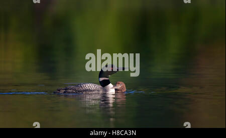 Loon comune nuoto con pulcino dal suo lato in Canada Foto Stock