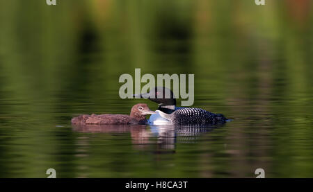Loon comune nuoto con pulcino dal suo lato in Canada Foto Stock