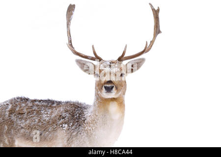 Daini pone in un campo invernale in Canada Foto Stock