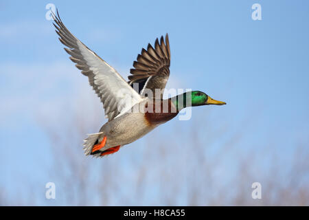 Mallard drake in volo contro un blu cielo invernale Foto Stock