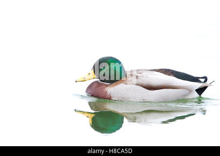 Mallard drake nuoto in acque riflettente Foto Stock