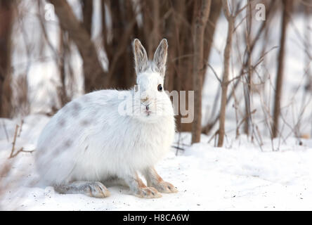 Escursioni con le racchette da neve o lepre variabile lepre (Lepus americanus) in inverno in Canada Foto Stock