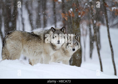 Legname lupi o lupi grigi nella neve in Canada Foto Stock