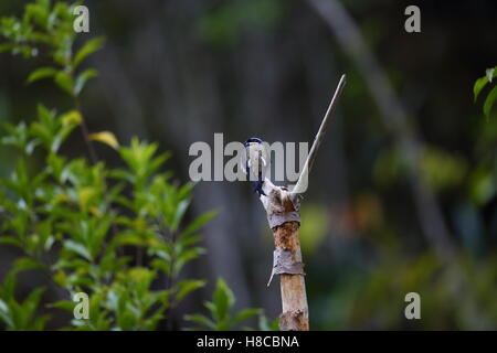 Whiskered treeswift (Hemiprocne comata) nel Borneo, Malaysia Foto Stock