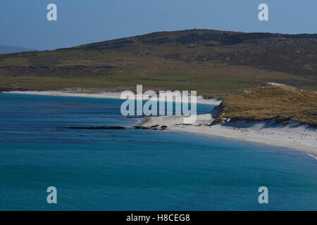 Leopard Beach sulla costa di Isola di carcassa Foto Stock