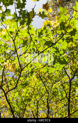 Foglie di autunno a Leith Hall in Aberdeenshire, Scozia. Foto Stock