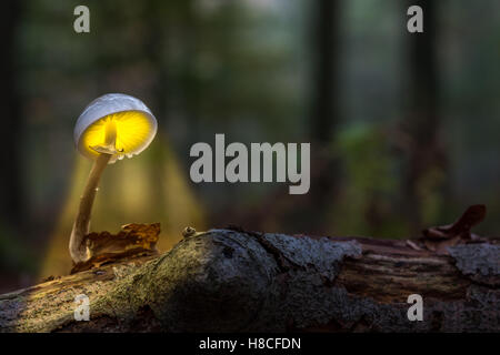 Un fungo di porcellana è illuminato come una lanterna Foto Stock