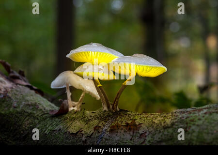 Un fungo di porcellana è illuminato come una lanterna Foto Stock