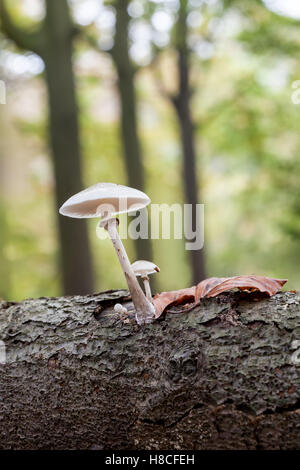 Un fungo di porcellana è illuminato come una lanterna Foto Stock