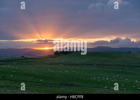 Tramonto su campi e un campo da golf, Selkirk, Scottish Borders. Foto Stock