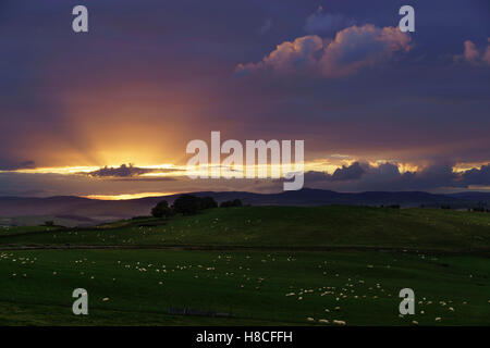 Tramonto su campi e un campo da golf, Selkirk, Scottish Borders. Foto Stock