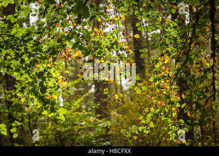 Autunno in faggio Torbreck foresta in Scozia. Foto Stock