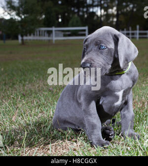 Grigio singolo alano cucciolo seduto sull'erba Foto Stock