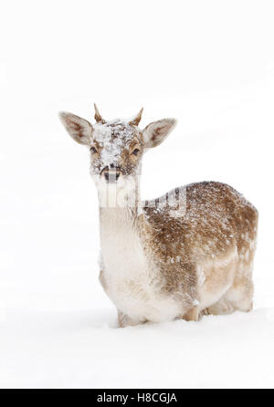 Daini pone in un campo invernale in Canada Foto Stock