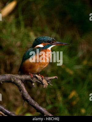 Una femmina di Kingfisher sono ' appollaiati Foto Stock