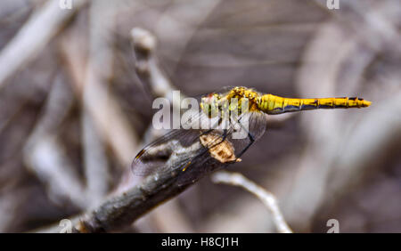 Libellula giallo in piedi sul bordo del giardino. Foto Stock