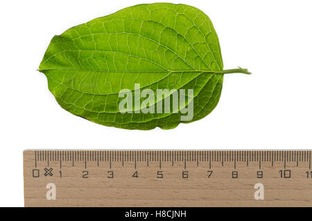 Blutroter Hartriegel, Cornus sanguinea, sanguinella, Dogberry, Cornouiller sanguin. Blatt, Blätter, leaf, foglie Foto Stock
