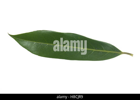 Kirschlorbeer, Lorbeerkirsche, Kirsch-Lorbeer, Lorbeer-Kirsche, Prunus laurocerasus, Cherry Laurel, Laurier-amande, Laurier-ceri Foto Stock